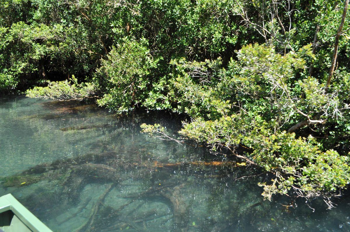 Água cristalina do Rio Maullín com troncos submersos sob a floresta ribeirinha
