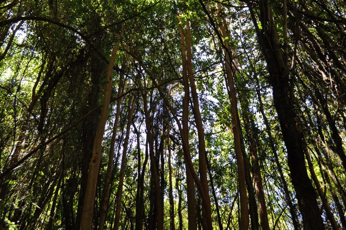 Troncos altos da floresta nativa vistos de baixo
